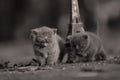 British Shorthair kittens and Tour Eiffel Royalty Free Stock Photo