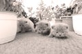 British Shorthair kittens playing on balcony, small garden Royalty Free Stock Photo