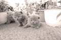 British Shorthair kittens playing on balcony, small garden Royalty Free Stock Photo