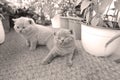 British Shorthair kittens playing on balcony, small garden Royalty Free Stock Photo