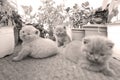 British Shorthair kittens playing on balcony, small garden Royalty Free Stock Photo