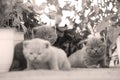 British Shorthair kittens playing on balcony, small garden Royalty Free Stock Photo