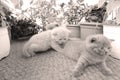 British Shorthair kittens playing on balcony, small garden Royalty Free Stock Photo