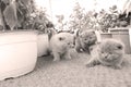 British Shorthair kittens playing on balcony, small garden Royalty Free Stock Photo