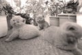 British Shorthair kittens playing on balcony, small garden Royalty Free Stock Photo