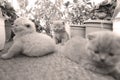 British Shorthair kittens playing on balcony, small garden Royalty Free Stock Photo