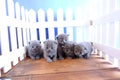 British Shorthair kittens portraits, white fence on background