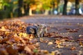British Shorthair kittens among autumn leaves Royalty Free Stock Photo