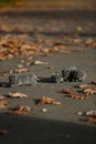 British Shorthair kittens among autumn leaves Royalty Free Stock Photo