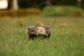 British Shorthair kittens in a basket in the grass Royalty Free Stock Photo