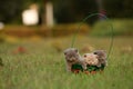 British Shorthair kittens in a basket in the grass, portrait Royalty Free Stock Photo