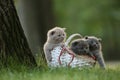 British Shorthair kittens in a basket in the grass, portrait Royalty Free Stock Photo