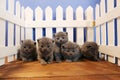 British Shorthair kittens portraits, white fence on background Royalty Free Stock Photo