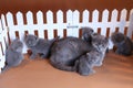 British Shorthair mother cat with small kittens near wooden fence Royalty Free Stock Photo