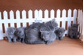 British Shorthair mother cat with small kittens near wooden fence Royalty Free Stock Photo