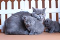 British Shorthair mother cat with small kittens near wooden fence Royalty Free Stock Photo