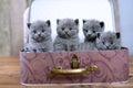 British Shorthair kittens in a suitcase Royalty Free Stock Photo