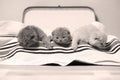 British Shorthair kittens in a suitcase Royalty Free Stock Photo