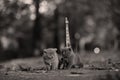 British Shorthair kittens and Tour Eiffel Royalty Free Stock Photo