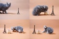 British Shorthair kittens and Tour Eiffel, Paris, multicam Royalty Free Stock Photo