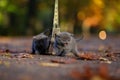 British Shorthair kittens and Tour Eiffel Royalty Free Stock Photo