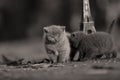 British Shorthair kittens and Tour Eiffel Royalty Free Stock Photo