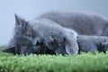 British Shorthair mom cat hugging her kittens on a fluffy green blanket Royalty Free Stock Photo