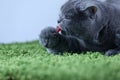 British Shorthair mom cat licking her kittens on a fluffy green blanket Royalty Free Stock Photo