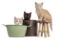 British Shorthair kittens on white Royalty Free Stock Photo