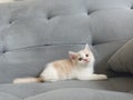 British shorthair kittens white golden Royalty Free Stock Photo