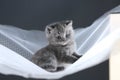 British Shorthair kittens on a white net, cute portrait Royalty Free Stock Photo