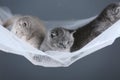 British Shorthair kittens on a white net, portrait Royalty Free Stock Photo