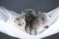 British Shorthair kittens on a white net, portrait Royalty Free Stock Photo