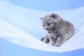 British Shorthair kittens on a white net, portrait Royalty Free Stock Photo