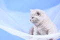 British Shorthair kittens on a white net, portrait Royalty Free Stock Photo