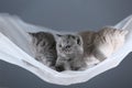 British Shorthair kittens on a white net, portrait Royalty Free Stock Photo