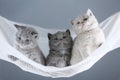British Shorthair kittens on a white net, portrait Royalty Free Stock Photo