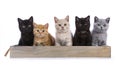 British Shorthair kittens on white Royalty Free Stock Photo