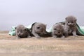 British Shorthair kittens, wooden background,