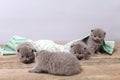 British Shorthair kittens, wooden background,