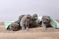 British Shorthair kittens, wooden background,