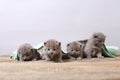 British Shorthair kittens, wooden background,