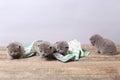 British Shorthair kittens, wooden background,