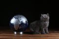 Kittens and world globe