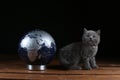 Kittens and world globe