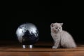 Kittens and world globe
