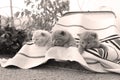 British Shorthair kittens in the balcony, small garden Royalty Free Stock Photo