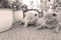 British Shorthair kittens playing on balcony, small garden Royalty Free Stock Photo