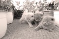 British Shorthair kittens playing on balcony, small garden Royalty Free Stock Photo