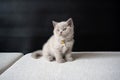 The British Shorthair lilac cat, a cute and beautiful kitten, is sitting on a white cushion on a black background and looking